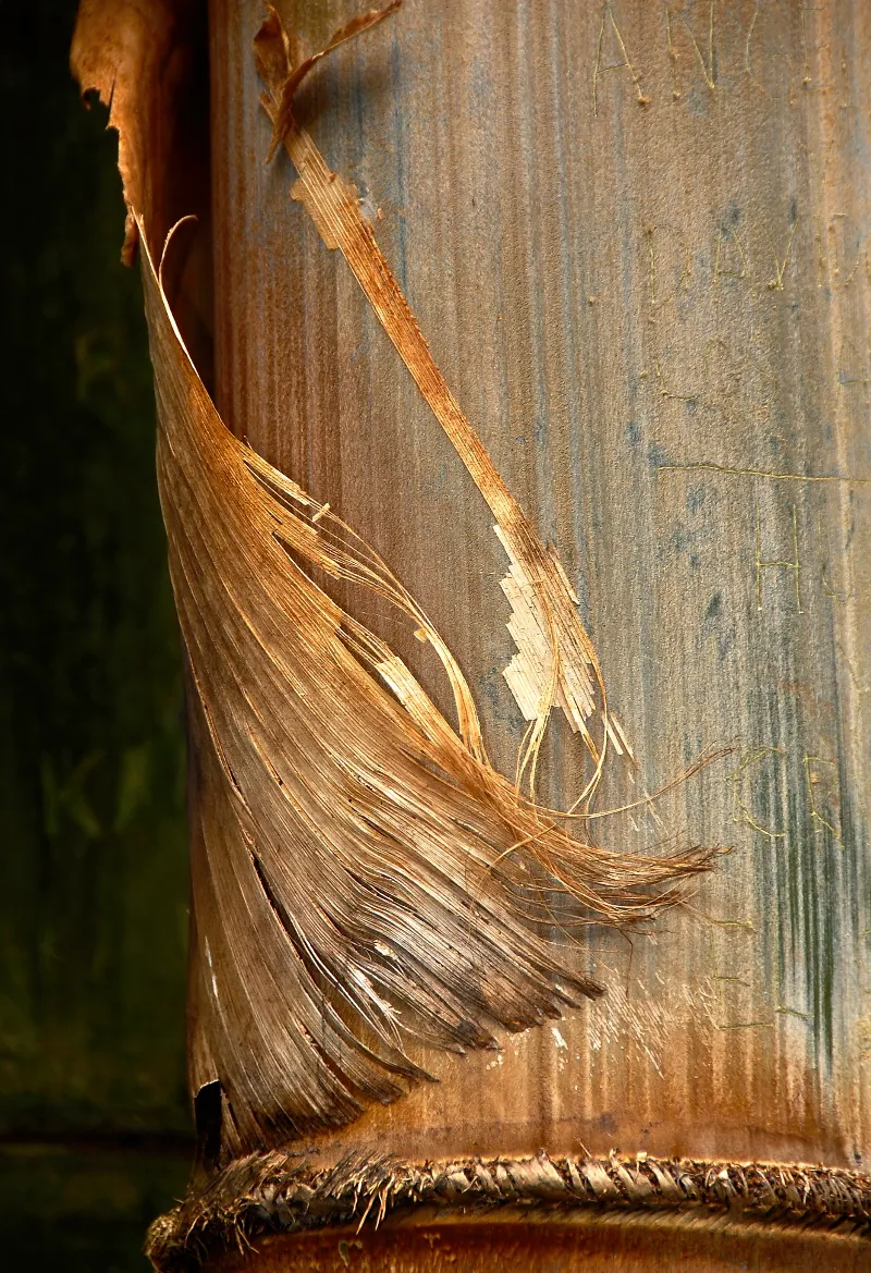 Bamboo Swept