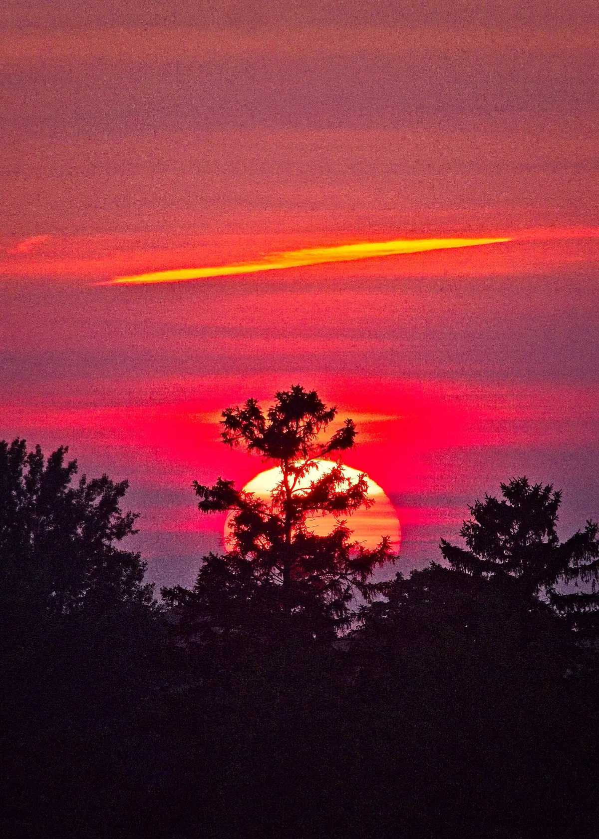 Bonsai Sunset