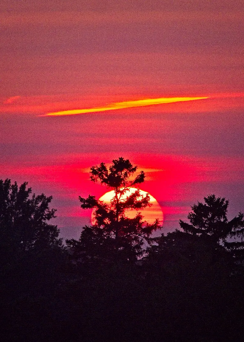 Bonsai Sunset