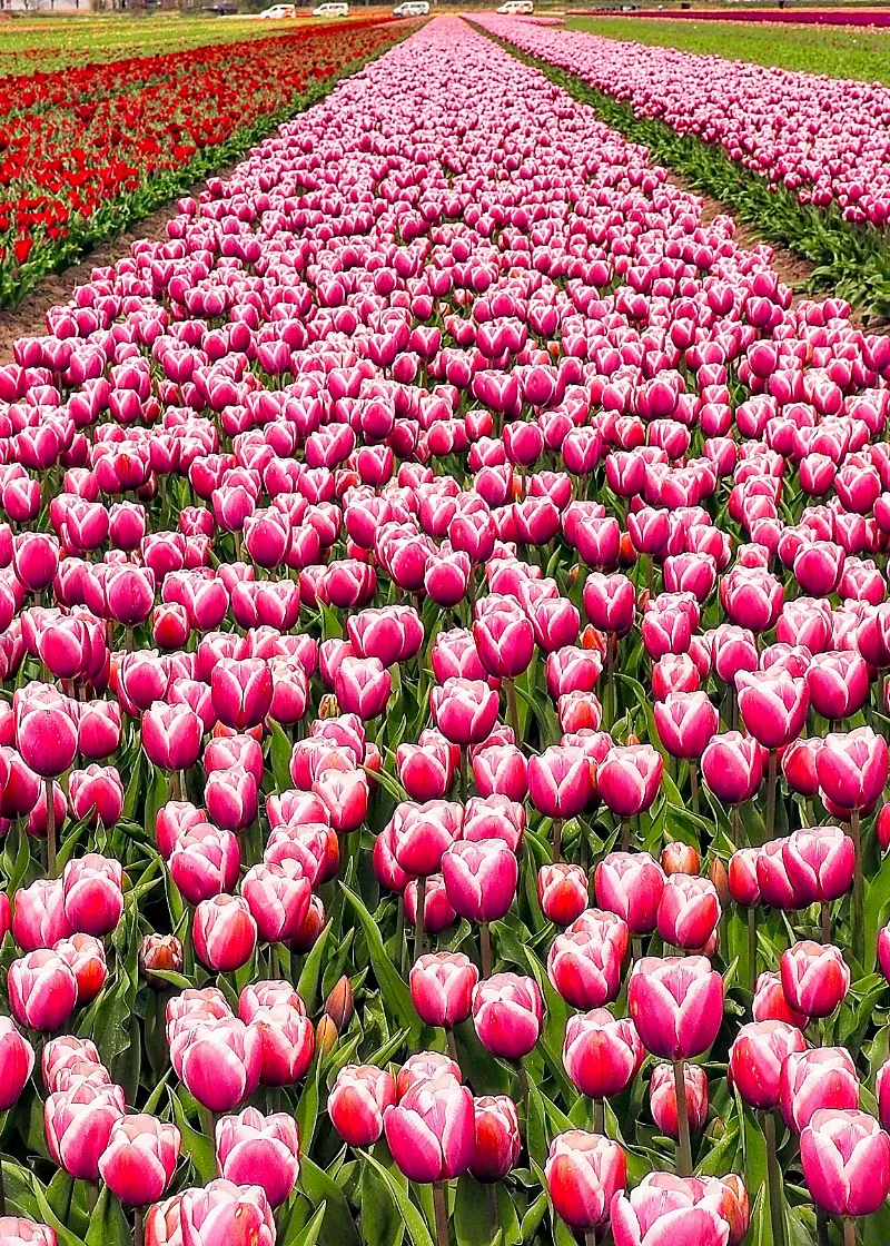 Botanical Life photography in Leiden